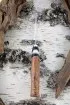 Нож Боец кованая Х12МФ карельская береза и акрил (Coutellia Зверобой) 